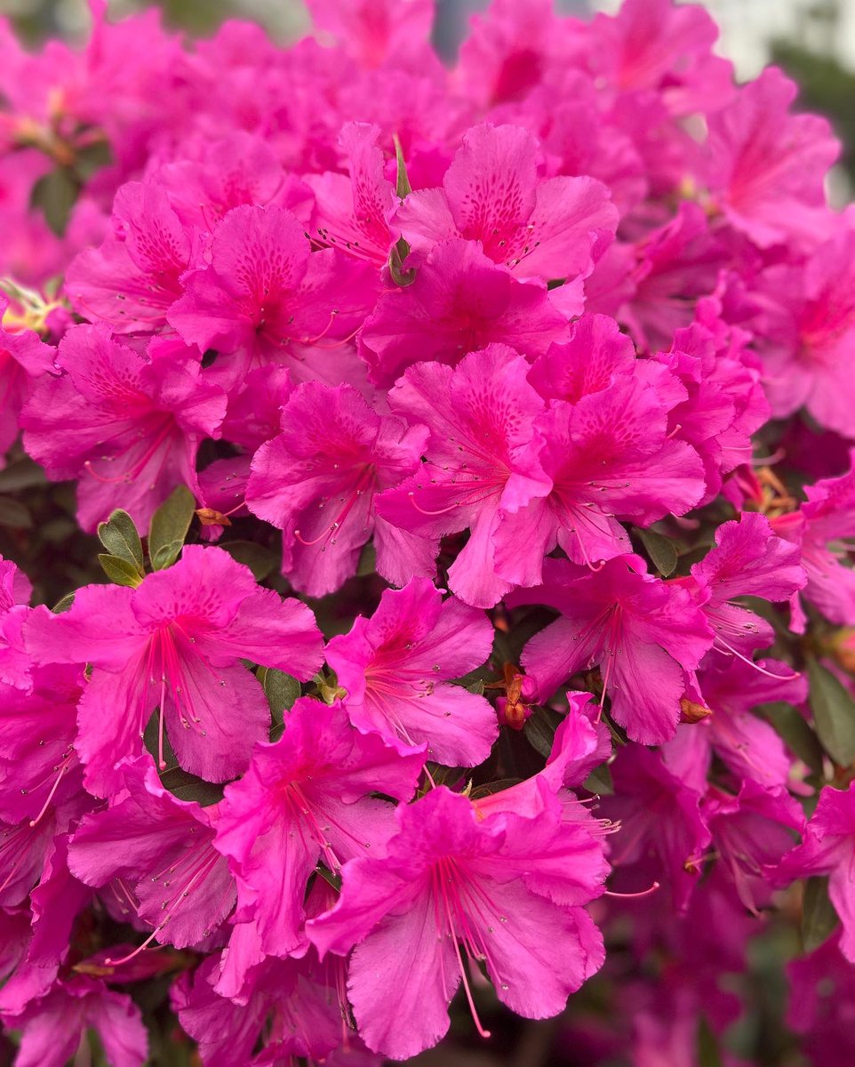 gpconservatory's tweet photo. Luv this beautiful picture of Josh O. getting some nature healing, smelling azaleas in the Spring Show. Some of the offspring of the azalea plants at GPC hail back to the 1893 World’s Fair that took place in Chicago! #Persevere 
Here are some azaleas u can see in the show. 🌸🌼 https://t.co/17nuljvXEJ