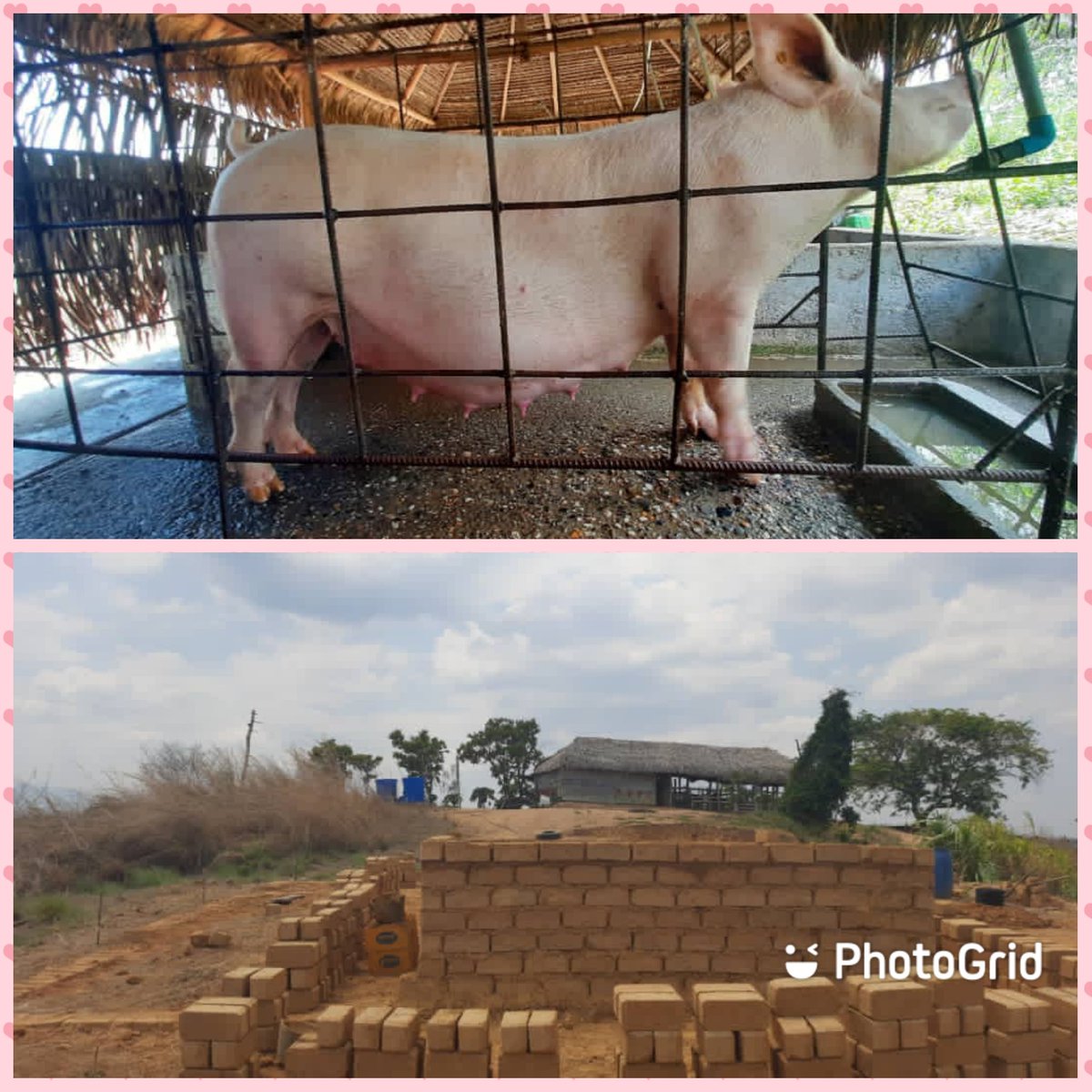 Lamujerhablan's tweet photo. #EnFotos📸 Se muestra parte del trabajo que realiza  la Comuna @BonillaComuna de la Parroquia de Sarare Estado #Lara, autoconstrucción de viviendas, siembra, producción caprino y porcino @NicolasMaduro  @MinAgriculturaV @MPP_Comunas @MinagrourbanaV 
#VolvemosAlAula https://t.co/cV7kDwP2Tc