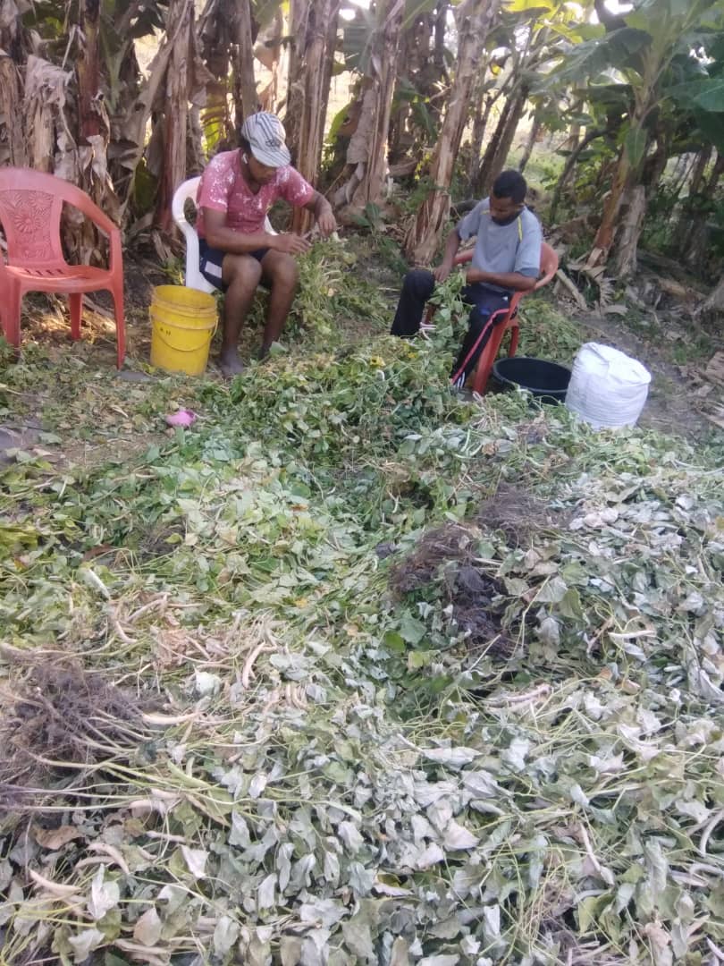 Lamujerhablan's tweet photo. #EnFotos📸 Se muestra parte del trabajo que realiza  la Comuna @BonillaComuna de la Parroquia de Sarare Estado #Lara, autoconstrucción de viviendas, siembra, producción caprino y porcino @NicolasMaduro  @MinAgriculturaV @MPP_Comunas @MinagrourbanaV 
#VolvemosAlAula https://t.co/cV7kDwP2Tc