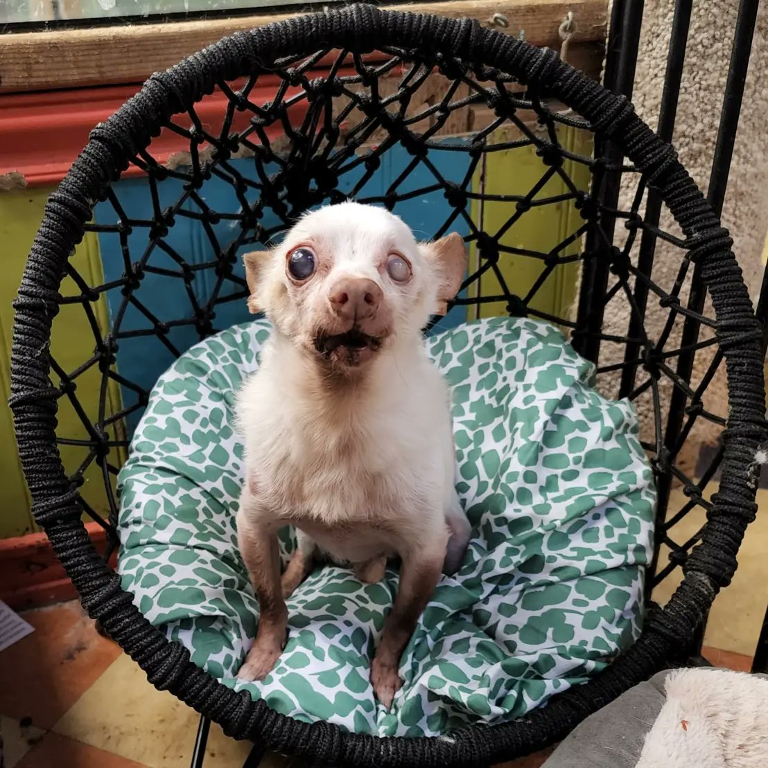 PawsUnitePeople's tweet photo. Master Splinter excited to hear we have someone willing to help with housing for our refugees. BUT we need a $21,000 deposit. Then it's just $9,000 a month. 
We need $3890 to pull this off (we just paid shelter rent &amp; refugee legal fees)
To help use https://t.co/u7sqcpAxCy 
❤️❤️ https://t.co/Bw6E9v1pwL