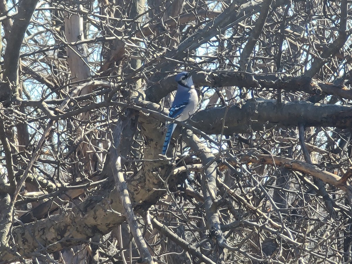 when are the real <a href="/BlueJays/">Toronto Blue Jays</a> coming to town!
#Bluejays #birdwatching