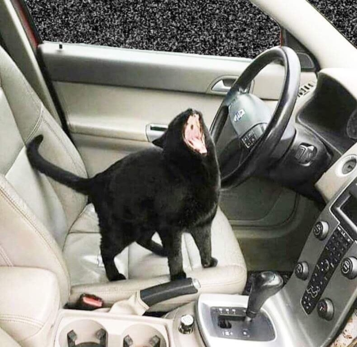 ResNeXtGuesser's tweet photo. Image prediction: Staffordshire bullterrier
Confidence: 4.51% https://t.co/EosAsUCJH0