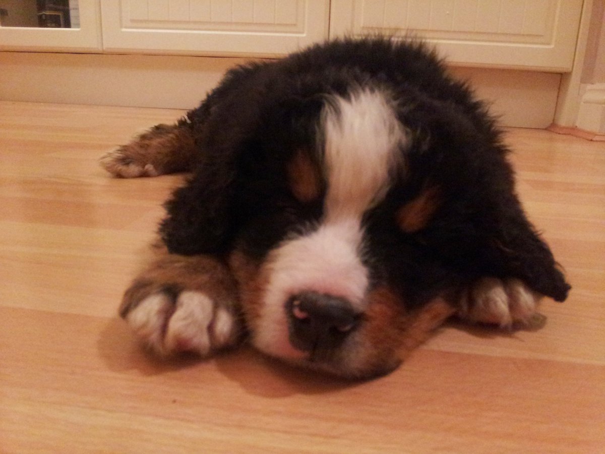 HomewithHounds's tweet photo. Nine years ago today, we spent the evening staring at our puppy, obsessed with every little thing he did. Not much has changed...except he grew a bit and we love him even more 😘 🐶 🐾

#gotchaday #puppythrowback #puppymemories #OnThisDay https://t.co/ttVT92LsAz