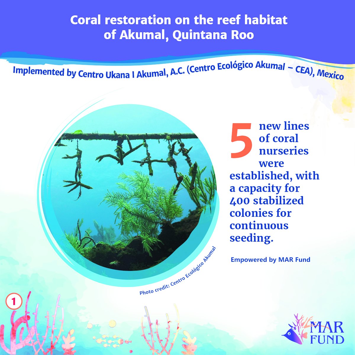 MAR_Fund's tweet photo. This is one of the results achieved by one of the projects empowered by #MARFund in the #MesoamericanReef through the Small Grants Program in its 11th. call for proposals. https://t.co/XKRV8LPhvS