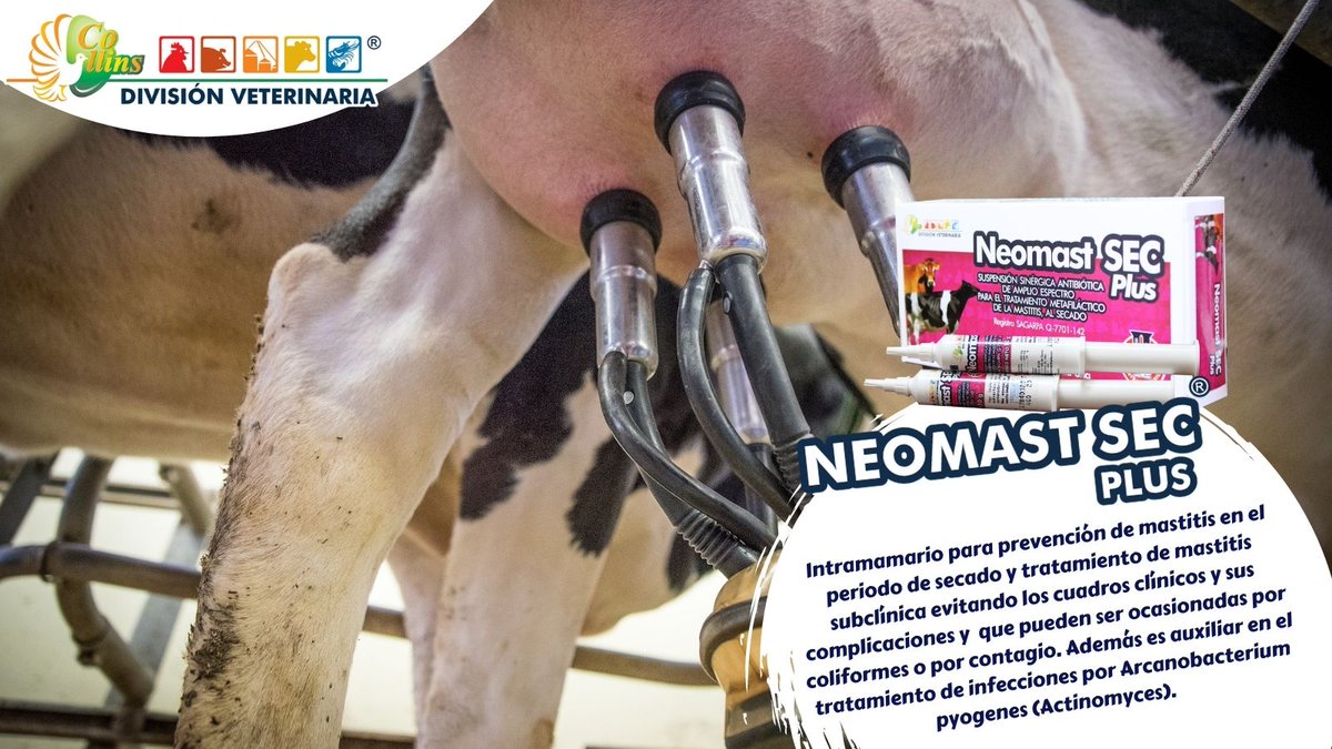 cdveterinaria's tweet photo. NEOMAST SEC PLUS, Suspensión antibiótica de aplicación intramamaria, para prevención y tratamiento de mastitis en el periodo de secado🐄. Si quieres conocer más beneficios de este producto, contáctanos y  síguenos en nuestras redes sociales. #FelizMartesATodos https://t.co/Yawd6lOAAu