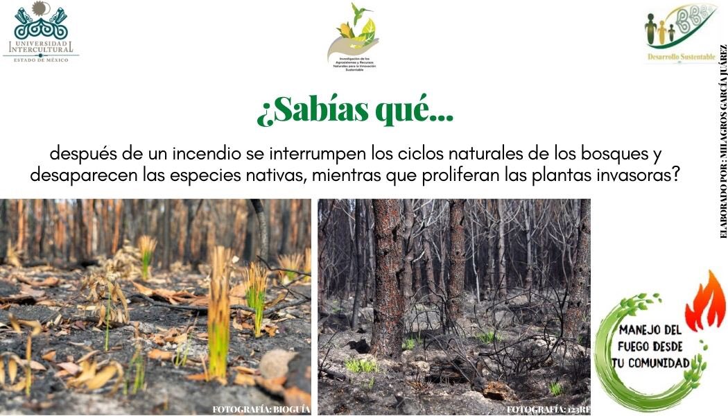 UIEMOficial's tweet photo. 🌱 La licenciatura en #DesarrolloSustentable, durante esta temporada de incendios 🔥, te invita a consultar el programa "Manejo de fuego desde tu comunidad" a cargo de la estudiante de octavo semestre Milagros García Juárez " #NOQUEMA
#SomosUIEM https://t.co/nJcCdU20st