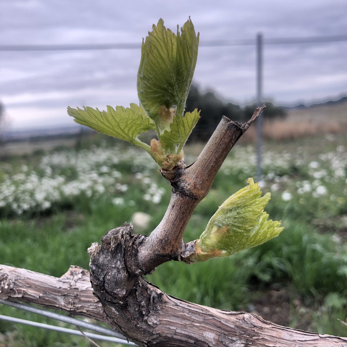 expertoenvinos's tweet photo. La próxima semana estaremos en @bcnwineweek con nuestros vinos de @DOTarragona elaborados en #Masmolets @vinomada_wine https://t.co/uzIbZl9GKE
