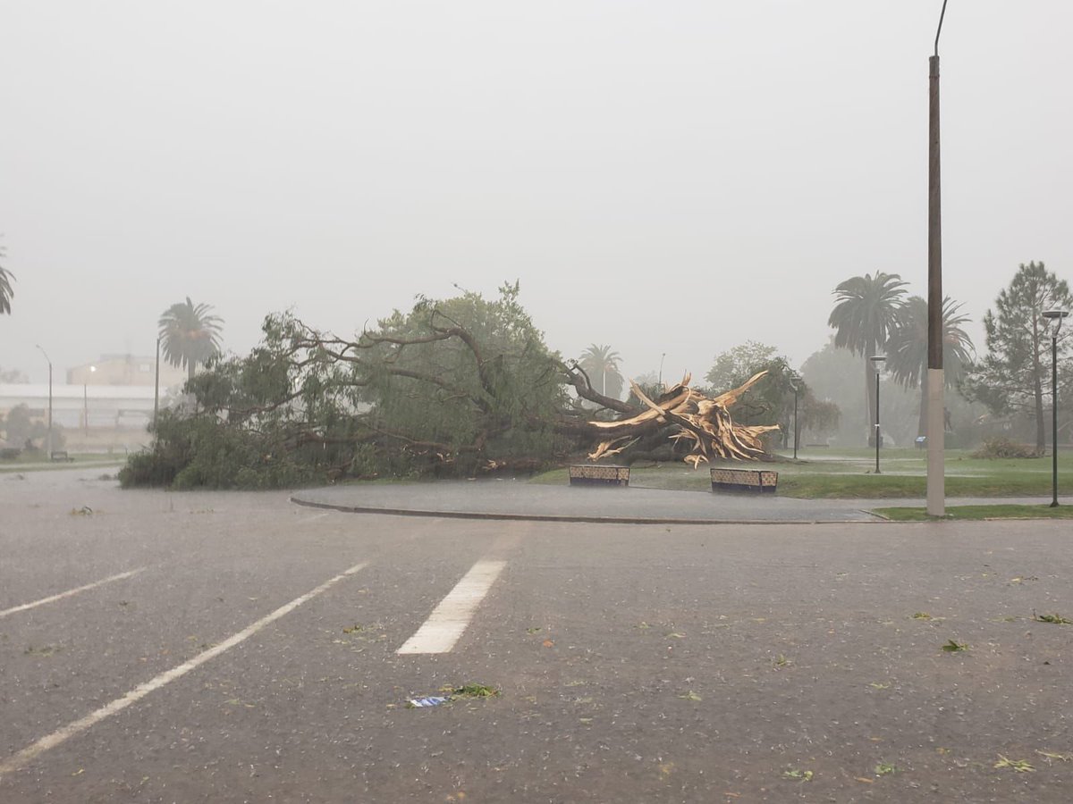 El árbol más lindo de la rambla se cayó, imagínense el nivel de temporal 💔