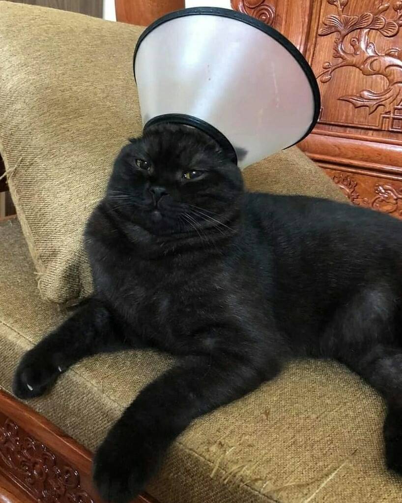 perrosyanimales's tweet photo. https://t.co/XFnsU2io9p