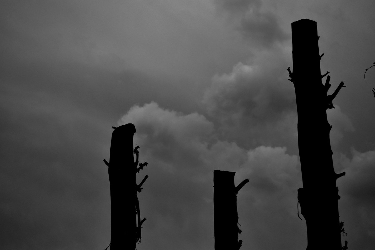 "Deforestation" 
We are the only species that destroys its own habitat.
1/1
0.02 $ETH

rarible.com/token/0xB66a60…

#nftphotography #NFTCommmunity #nftart