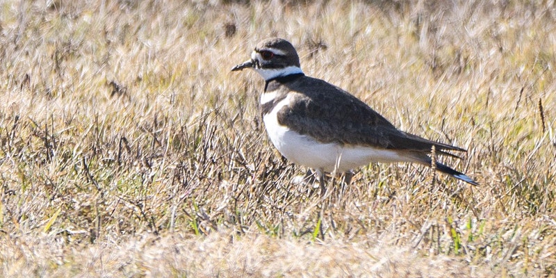 wcaudubon's tweet photo. Woodcock Watch, Bird Walks, Bird-friendly Coffee and More - https://t.co/meCHfnWkyj https://t.co/GQq2YUxJ3S