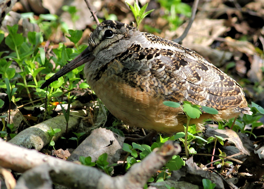 wcaudubon's tweet photo. Woodcock Watch, Bird Walks, Bird-friendly Coffee and More - https://t.co/meCHfnWkyj https://t.co/GQq2YUxJ3S