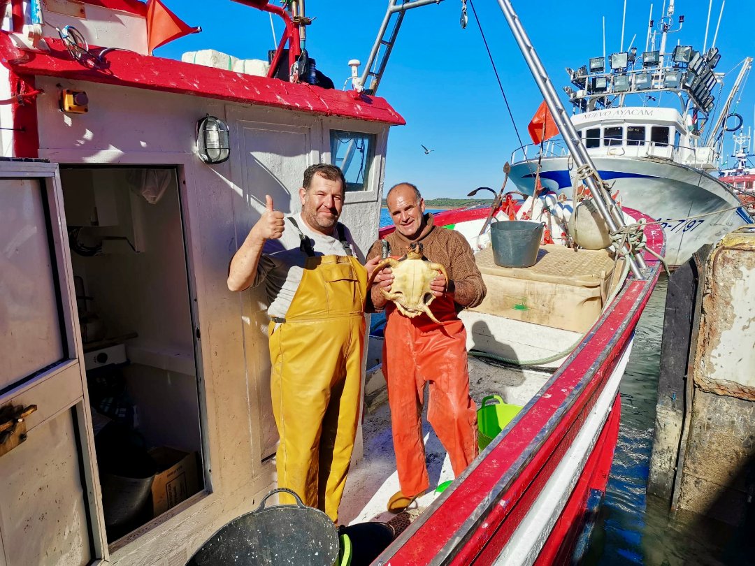 seaturtleweek's tweet photo. The S.O.S Caretta project is bringing us a sea turtle rescue for #TurtleTuesday. This was the first rescue of their season from November in Isla Cristina, Huelva. Great work guys! #rescue #seaturtle #conservation @asociacionhyt https://t.co/UqZ4LlmnR7