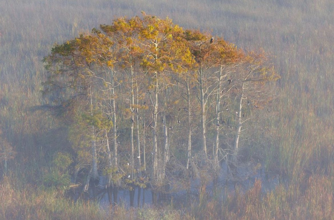 EvergladesNPS's tweet photo. #TriviaTuesday

Did you know, Everglades National Park was the first national park in American history to be permanently protected not for its scenic value, but for the benefit of the unique diversity of life it sustained? 

Photo by Mark Cook 

#Everglades75th #Everglades https://t.co/lPfKZqqt25