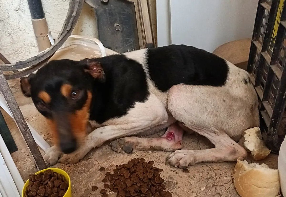 LASAnimal's tweet photo. Nos dan el aviso de un bodeguerito que se ha metido en una casa herido, nos dan hasta mañana para encontrarle acogida, es muy bueno sumiso, OS ROGAMOS ACOGIDA!!
✍️📧👇
adopcion.lasanimal@gmail.com https://t.co/c5u9hpB663
