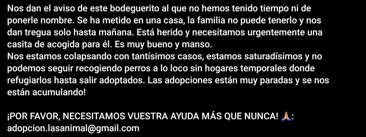 LASAnimal's tweet photo. Nos dan el aviso de un bodeguerito que se ha metido en una casa herido, nos dan hasta mañana para encontrarle acogida, es muy bueno sumiso, OS ROGAMOS ACOGIDA!!
✍️📧👇
adopcion.lasanimal@gmail.com https://t.co/c5u9hpB663
