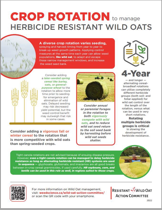 With some snow this winter, spring moisture might allow/force some later spring seeding dates…which is a great way to help manage wild oats. Other ideas can be found on the <a href="/CWSS_SCM/">CWSS-SCM</a> website by following this link bit.ly/38bm4EJ.