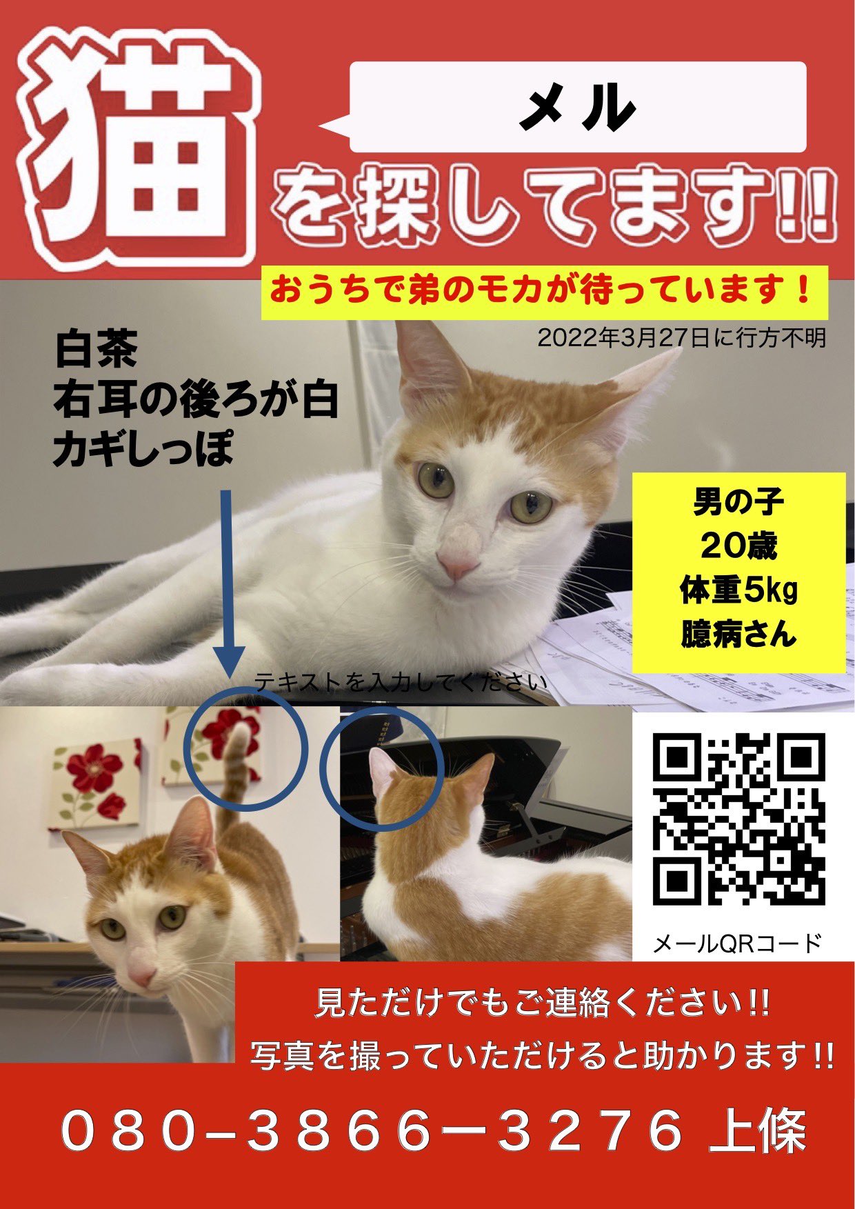 猫家出 Twitter Search Twitter