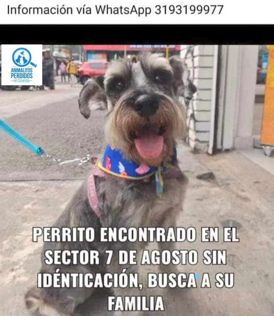losbuscamos_col's tweet photo. Encontrado perro en el barrio 7 de agosto, Bogotá. #AnimalitosPerdidosCol https://t.co/cTyLelQz3u