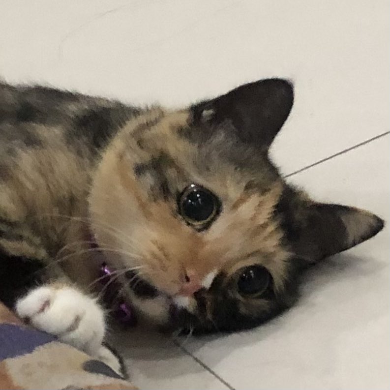 petsfess's tweet photo. 🐈
Aku dikira ga ngurus kucingku dengan baik karna muka dia selalu kayak sedih gitu https://t.co/0ahXpjjV2K