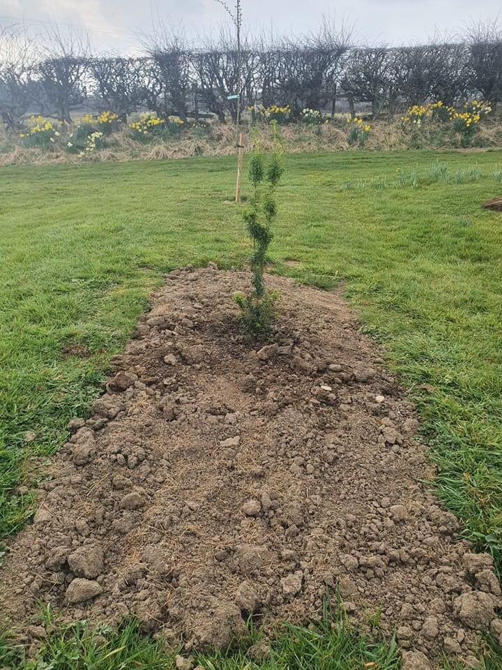 Shamanik's tweet photo. Happy “would have been” birthday to Yew my shield maiden. May this tree be as strong as you was. Forever in love with you. X 😭😭 https://t.co/GYm3g4qzUW