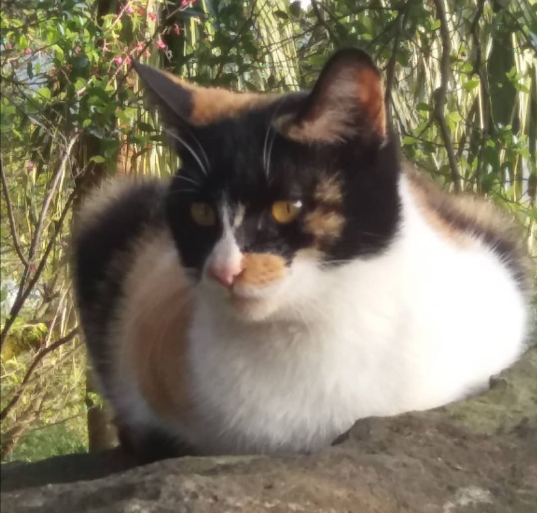 BooKBacKBarK tweet media