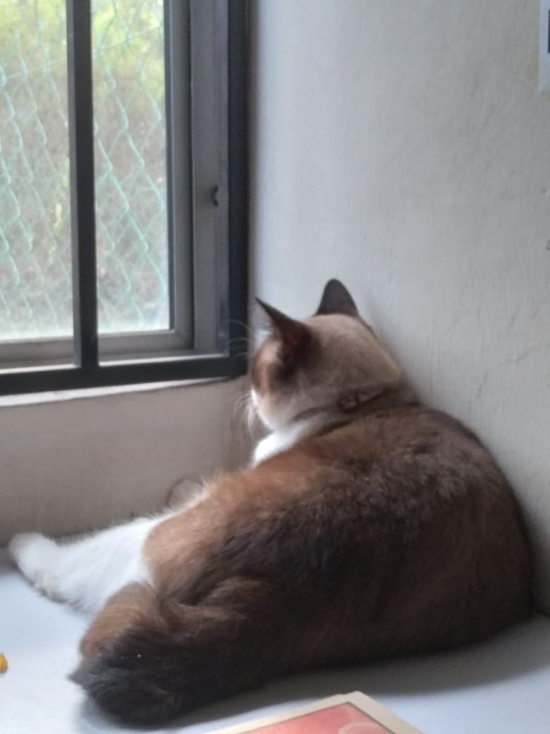 BakeryGee's tweet photo. After a long break🤭 I'm back🤣 https://t.co/SL7CRwQY3J