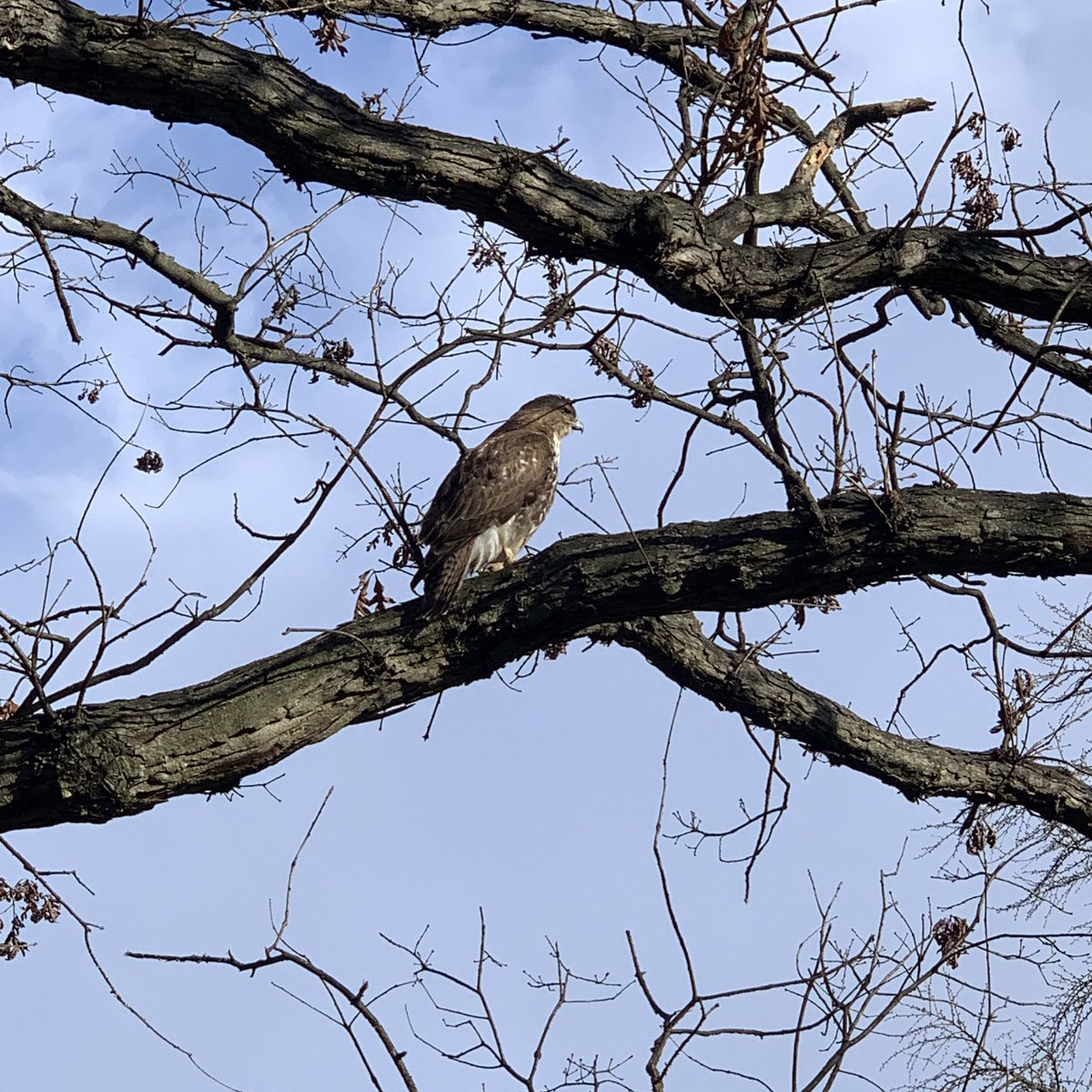 aanna's tweet photo. spotted a hawk friend while walking home from work https://t.co/QsFwAKJ40Z