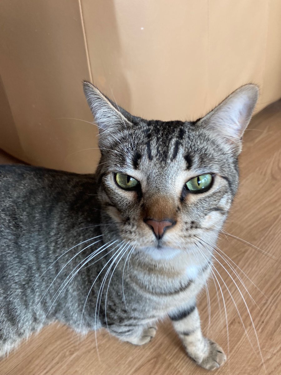 JenShelton1's tweet photo. @darth Look at this handsome fellow. https://t.co/UYJHC6SwDB