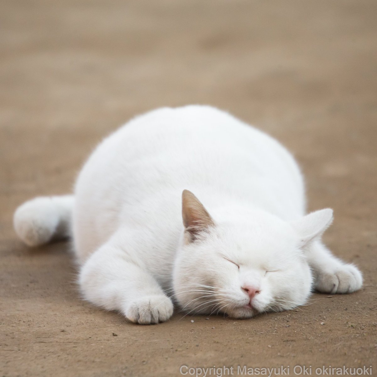 とろける。

#cat #ねこ #猫 https://t.co/LQy1tdVm1T