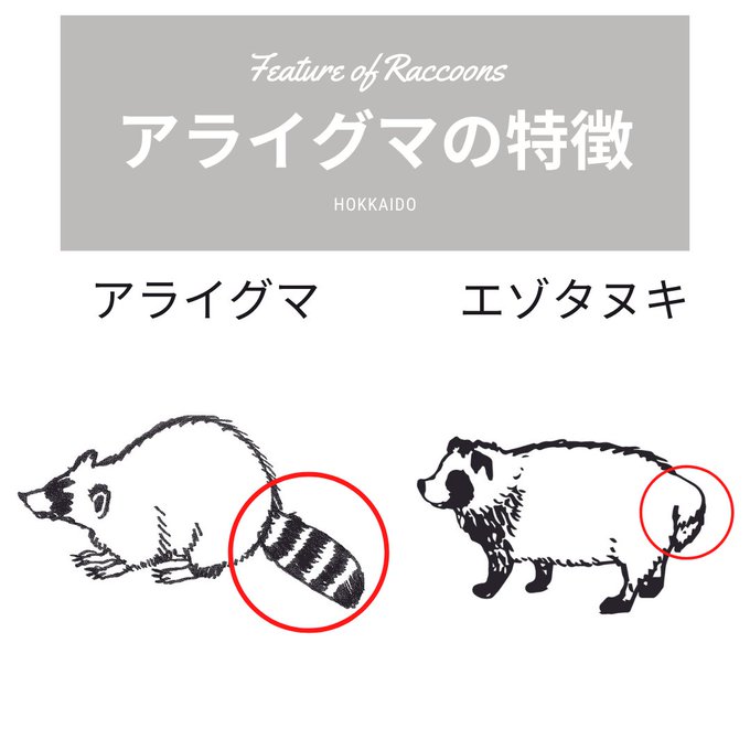 アライグマのtwitterイラスト検索結果 古い順