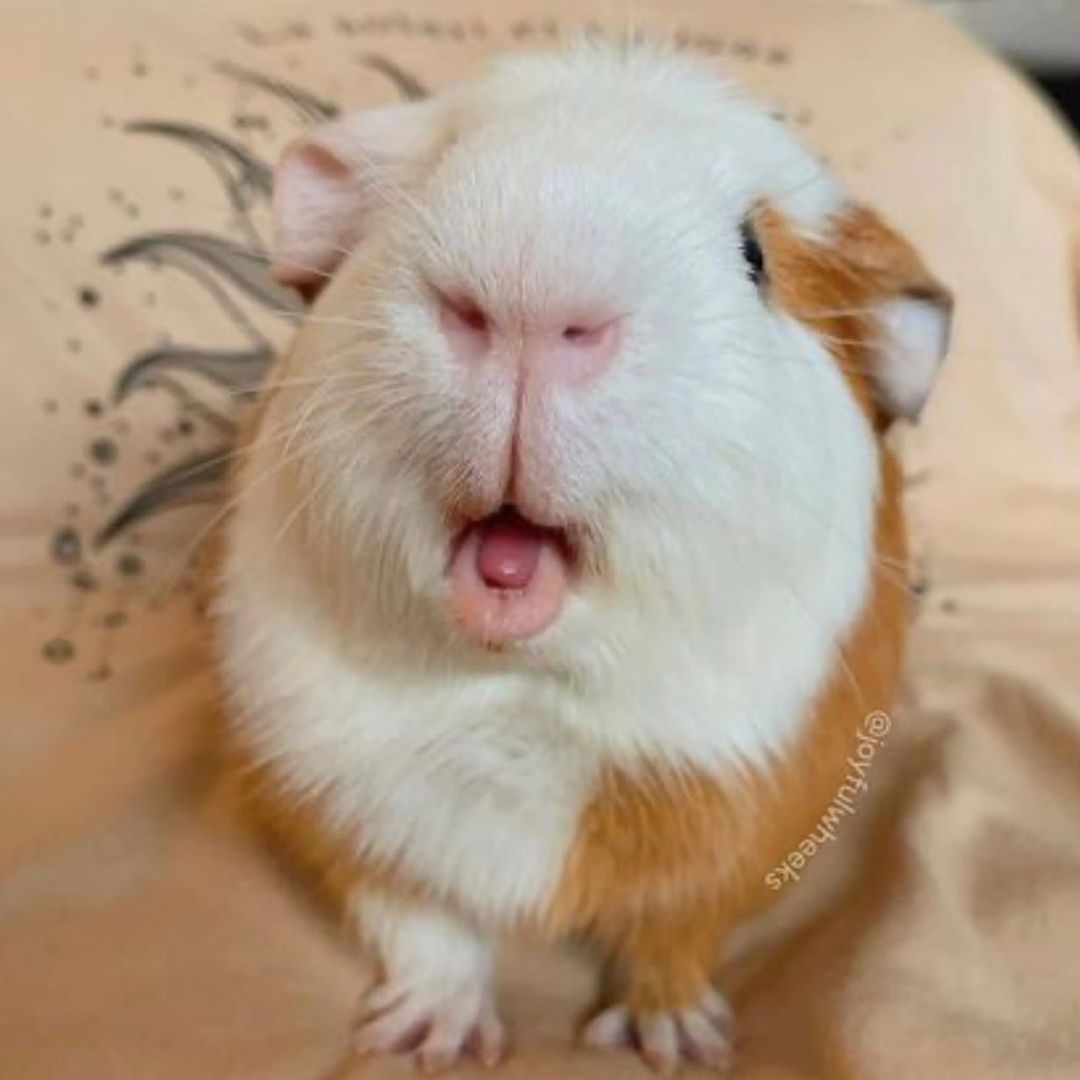 💕
#Guineapig