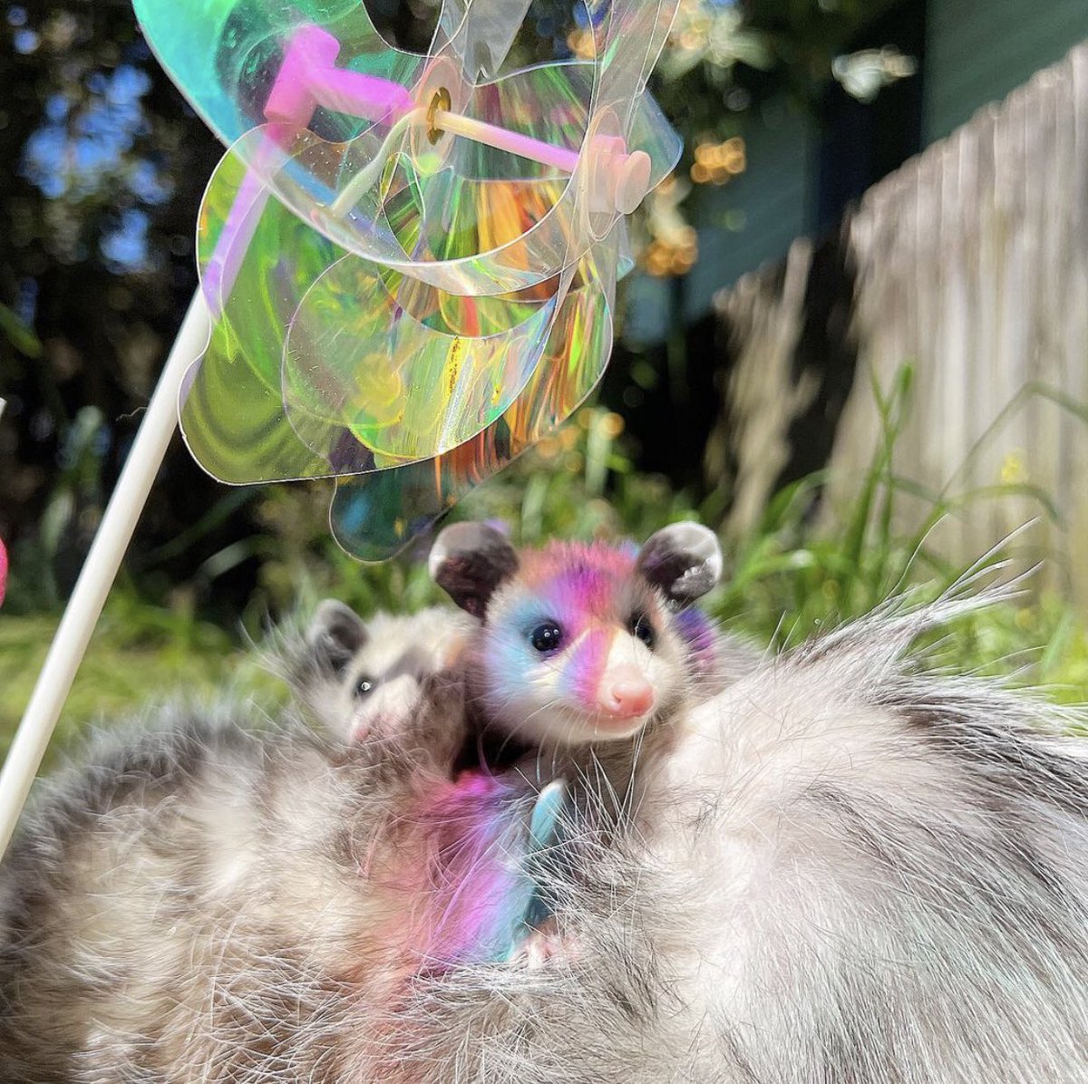 TheDailyPossums's tweet photo. https://t.co/yNQdm5xMMe