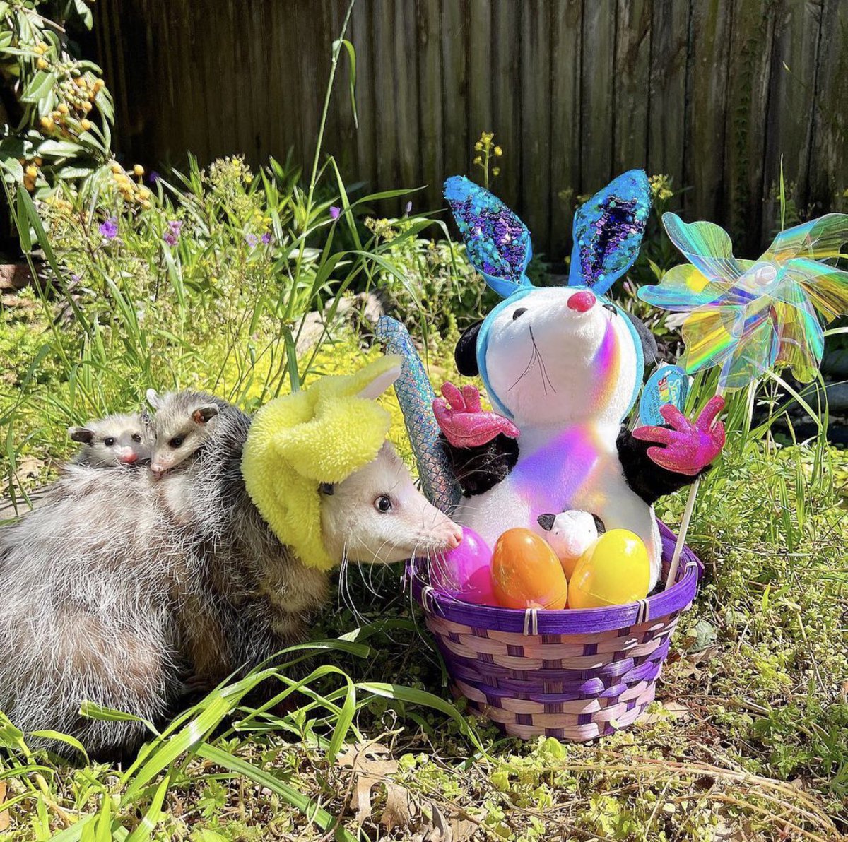 TheDailyPossums's tweet photo. https://t.co/yNQdm5xMMe