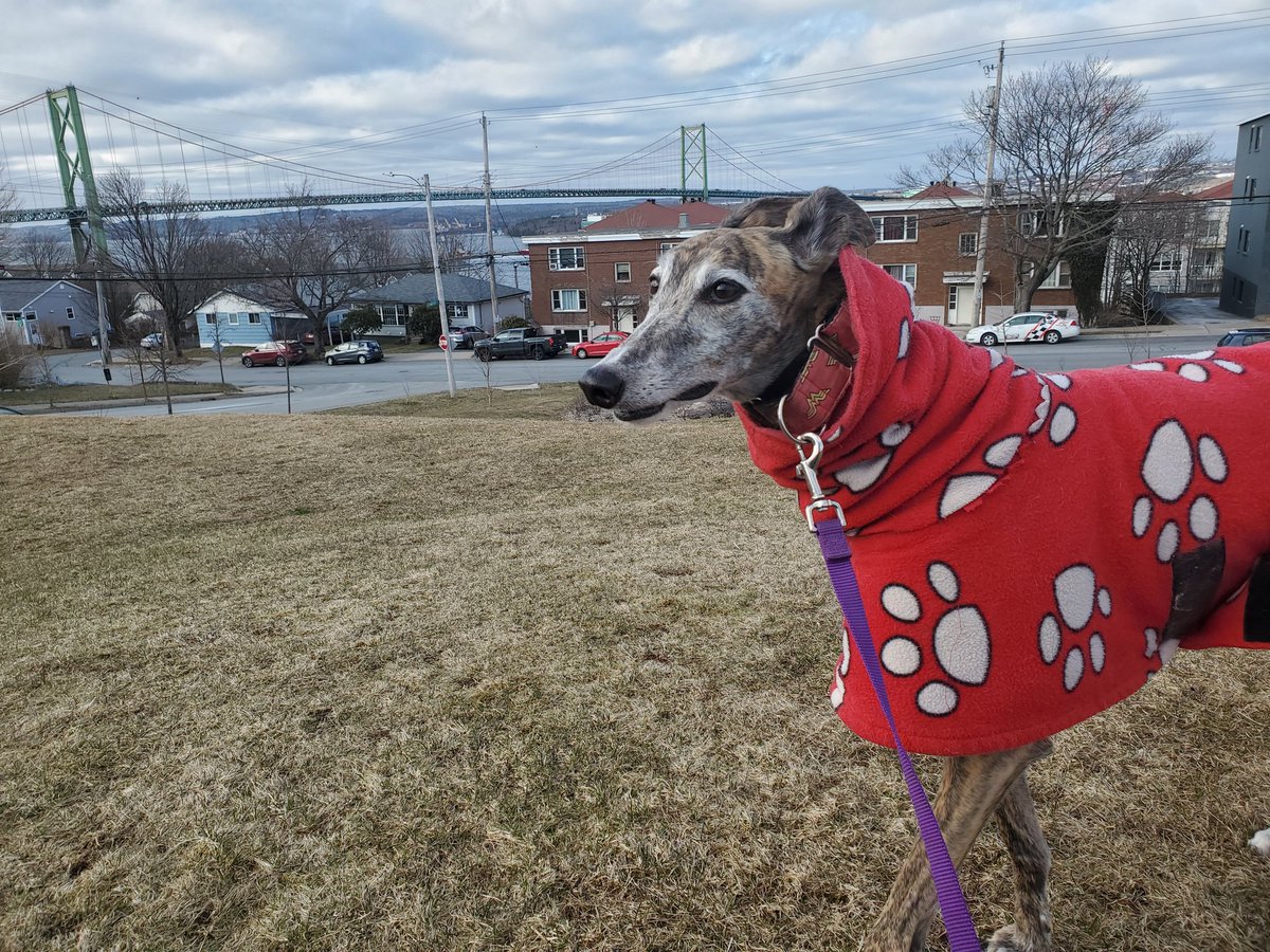 CBCArtemis's tweet photo. CBC correspondent Artemis here with your Tuesday #mackaybridge traffic report. Distinct lack of treats on location. #hfx #hfxtraffic @CBCHfxTraffic https://t.co/PT04vv1dIn