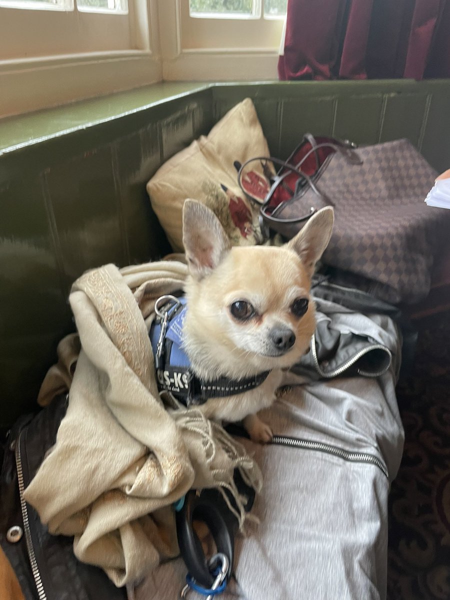 Dexter Chihuahua tweet media