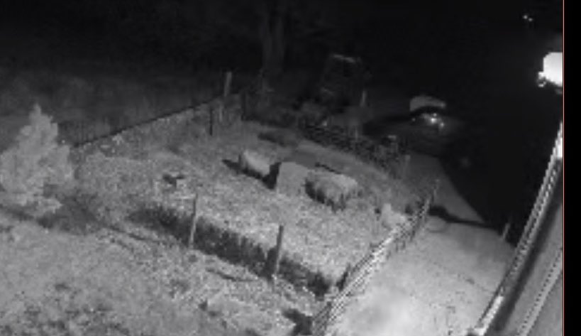bernardsfarmuk's tweet photo. Lamb cam ๐ ๐ฅ
1. Is anyone going to birth tonight?
2. do you require assistance with that?
3. are you going to feed your own lamb?
4. or can I FINALLY have that early night yet?! ๐ ๐ฅฑ ๐ด ๐ค
๐๐๐๐๐๐๐๐
#LambCam #Lambing2022 #BernardsFarmRyelands #EatSleepFarmRepeat https://t.co/vh5EEMP9wX