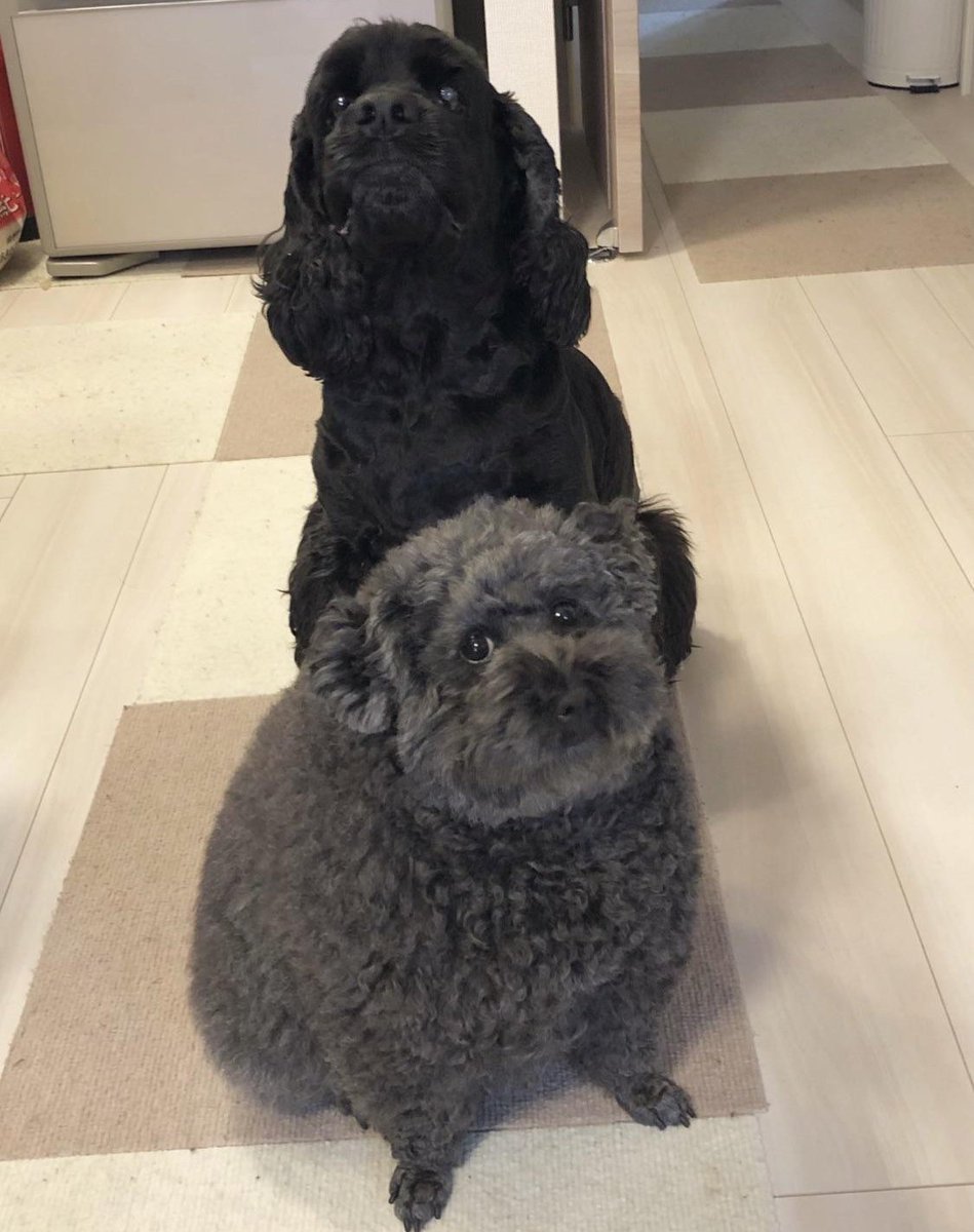 theh3podcast's tweet photo. Over 4000 Reddit users thought this dog looks like Ethan - Twitter do you agree? https://t.co/K6BUprYiEM