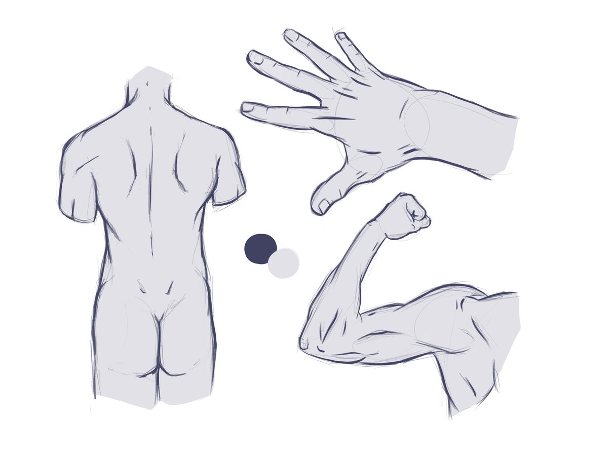 melofischl's tweet photo. Anatomy studies #anatomystudy #digitalart #digitalpainting #procreate #ipadpro #digitalartist #study https://t.co/bTfJ5Lp7Ue