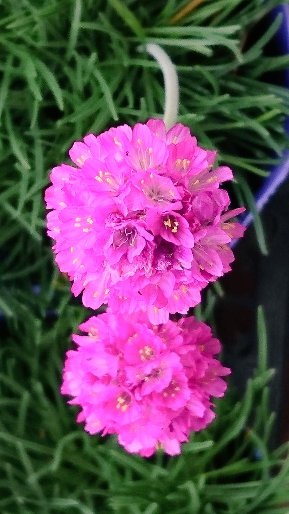 スーパーやさいマン アルメリア 浜簪 ３月３０日の誕生花 イソマツ科アルメリア属 ハマカンザシ属 の多年草 和名は浜辺に咲く 花の姿が簪に似ていることに由来 花言葉は 心遣い 思いやり T Co 1arktcn9mt Twitter