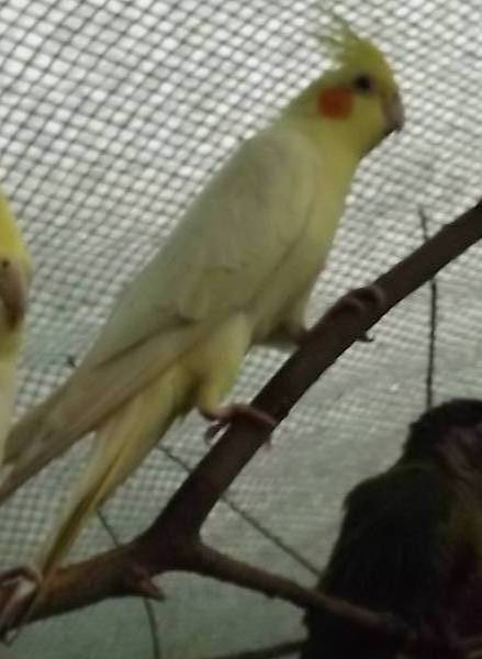DrWrapper's tweet photo. @lostfoundparrot @DefraGovUK Lost Cockatiel - Details https://t.co/swskzljlbh

#parrot #cockatiel #delph #oldham #diggle #saddleworth #lost #bird https://t.co/fvEqiEpEzZ