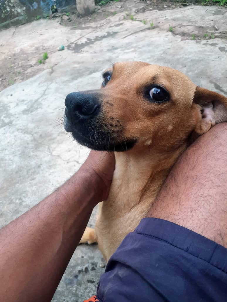 apoyocanino's tweet photo. Amigos Valiente no ha tenido suerte para tener su silla talla L, que lo ayude a correr libre, como antes. Cuesta alrededor de unos $190 

Gracias por colaborar ❤️ https://t.co/XO2yhmDHnz

 BANESCO Cuenta Corriente 0134 0343 15 3431040769 RED DE APOYO CANINO Rif. J-29458441-1 https://t.co/Wgl9OE91Vn