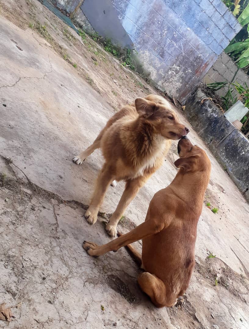 apoyocanino's tweet photo. Amigos Valiente no ha tenido suerte para tener su silla talla L, que lo ayude a correr libre, como antes. Cuesta alrededor de unos $190 

Gracias por colaborar ❤️ https://t.co/XO2yhmDHnz

 BANESCO Cuenta Corriente 0134 0343 15 3431040769 RED DE APOYO CANINO Rif. J-29458441-1 https://t.co/Wgl9OE91Vn