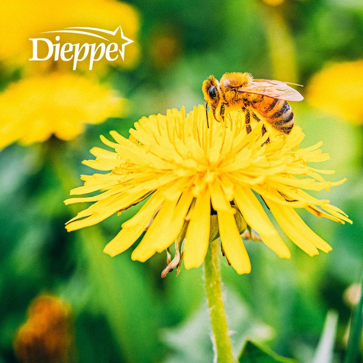 CityofDieppe's tweet photo. Dandelion Madness is back! 🐝 During the month of May, residents are encouraged to refrain from mowing their lawn (or a section) to give pollinating insects a helping hand. Details: https://t.co/tiUcLiKnjC https://t.co/qWRGsXEMxY