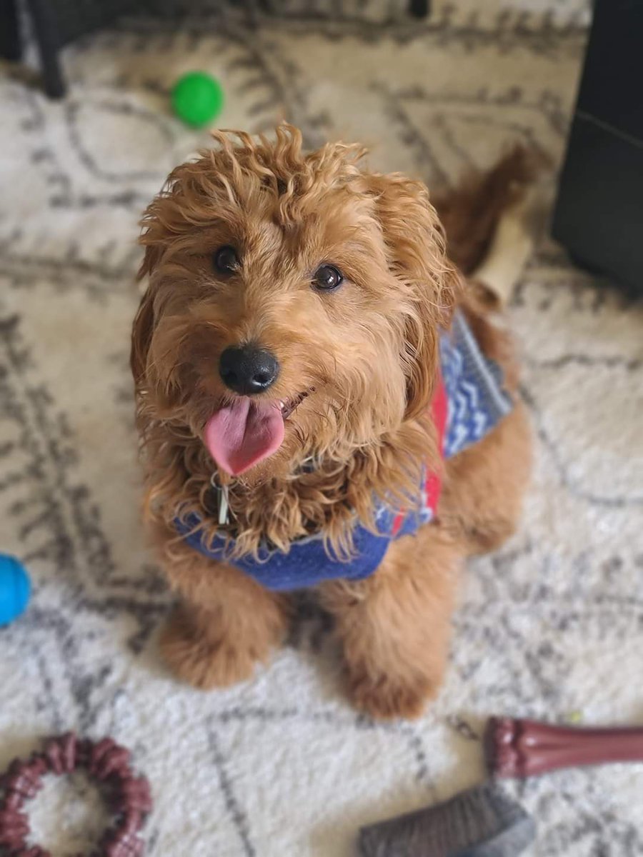 feltner_jay's tweet photo. He's been waiting very patiently for his tag @pawtocol  He's asking how much longer?
@Pawtocol_UPI @NickyBlueyes71 https://t.co/qRAZnfTK3L