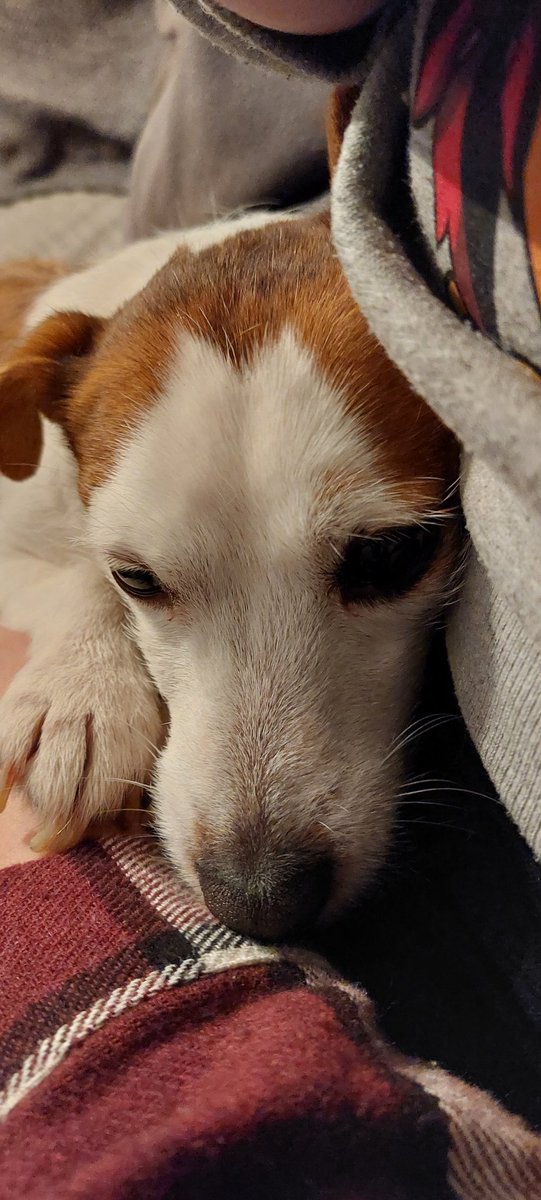 KukikoVtuber's tweet photo. @RunekeeperTV Heres my doggo, hope you're ok! 💙 https://t.co/1T9MX9XCg9
