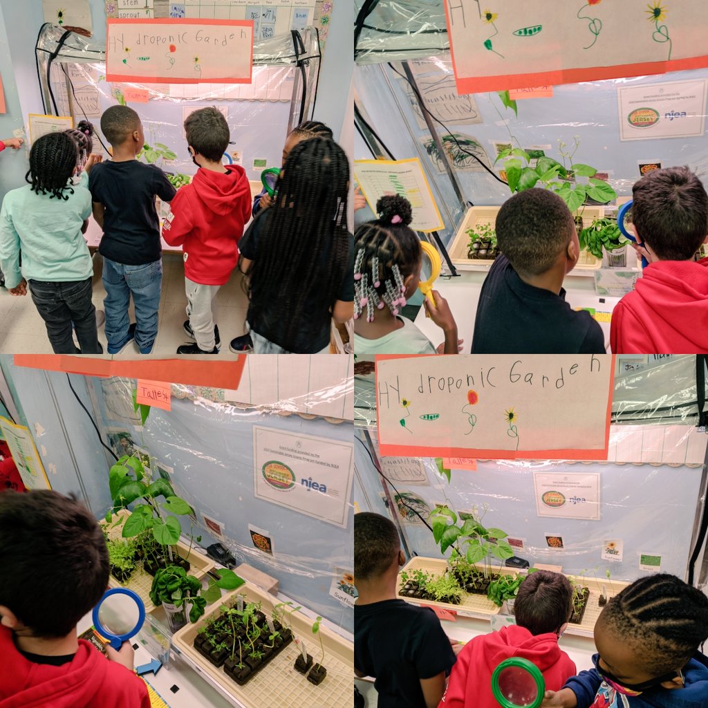 Our Hydroponic Garden Reveal! Lima beans, lettuce, sunflowers, marigolds, radishes, beans &amp; peas! <a href="/TheaJackson8/">Thea M Jackson-Byers</a> <a href="/DrRaShawnAdams/">Dr. RaShawn M. Adams</a> @LBensonAPSD <a href="/Antonel1Shannon/">Shannon Antonelli</a> <a href="/DonnaFicarra1/">FractalVisions.eth</a> <a href="/JessPetersPreK/">Jessica Peters</a> <a href="/SJ_Schools/">Sustainable Jersey for Schools</a> #sjgrants