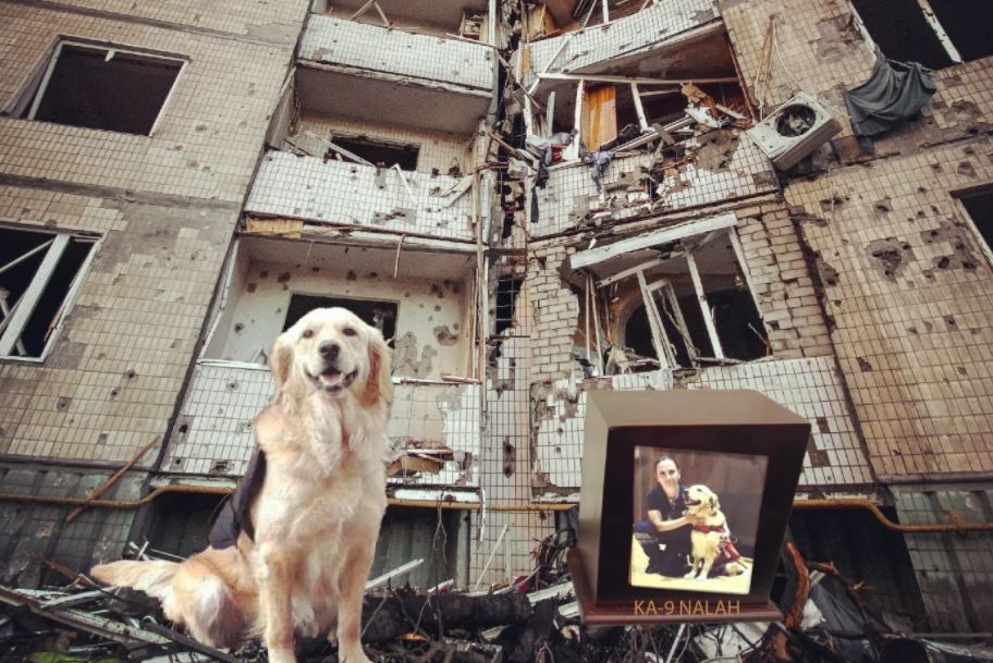 irlandamaya's tweet photo. Esta semana, el 24 de marzo 2022 falleció “Nalah”,la valiente perrita rescatista de 10 años de edad, salvó la vida de 17 personas, 12 de ellas en el sismo del 19 septiembre 2017 en Ciudad de México. La despedimos de pie, con aplausos y con honores!. GRACIAS POR SIEMPRE NALAH!!! https://t.co/dwzligz7Nk