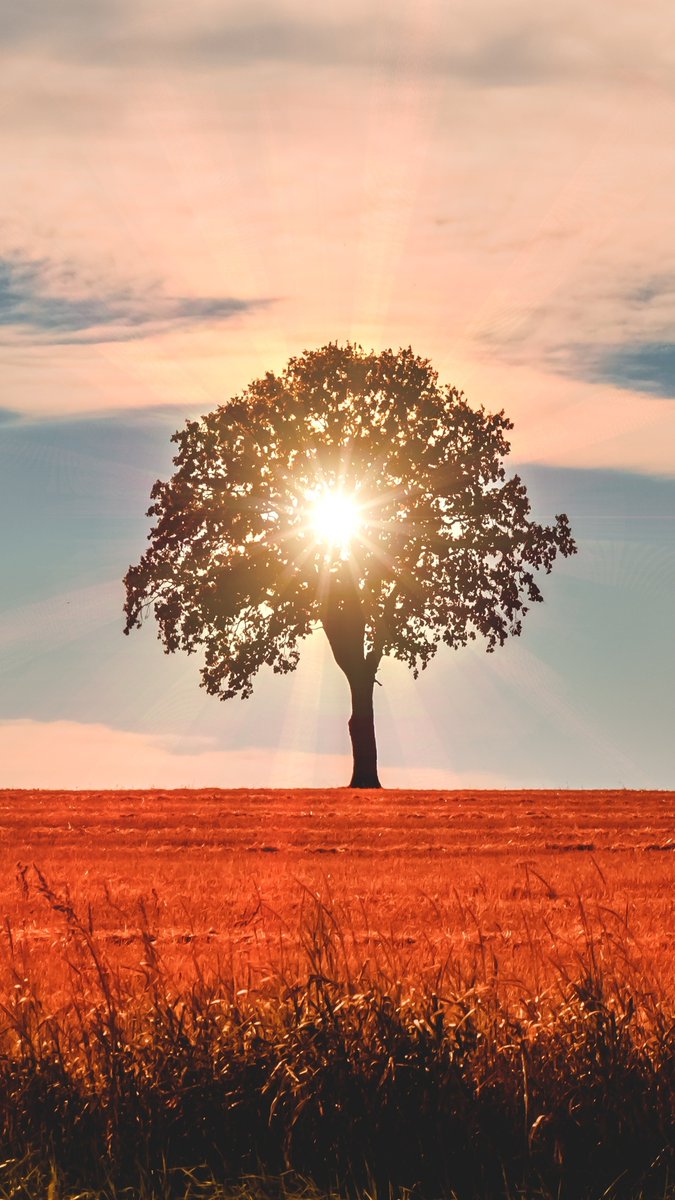 LoveSongs4Peace's tweet photo. " Morning Sunrays Behind the Lone Tree " https://t.co/nRRStWY4wp