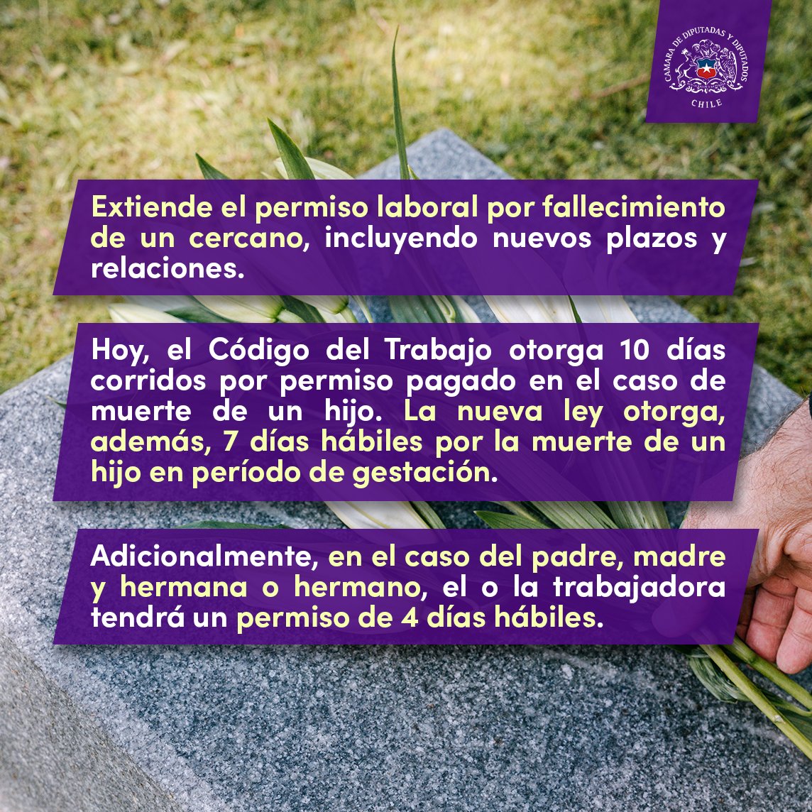 Camara_cl's tweet photo. 🤓#DatosDelProyecto
📌Revisa aquí 👇en qué consiste la norma que entrega más tiempo para que las y los trabajadores puedan recuperarse tras la partida de un padre, madre, hijo, hermano o hijo en gestación.
🔎Todo el detalle está en https://t.co/bcfTQRJKQA https://t.co/ZGG44npJ64